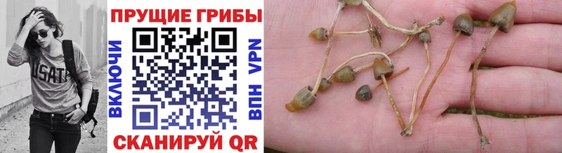 Галлюциногенные грибы Magic Shrooms  хочу наркоту  Поронайск 